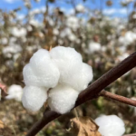 GOTS Certified Striped Terry Cotton Bathrobe